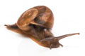 Hemiplecta distincta Ha Tien juvenil